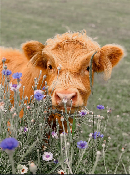 Farm Day