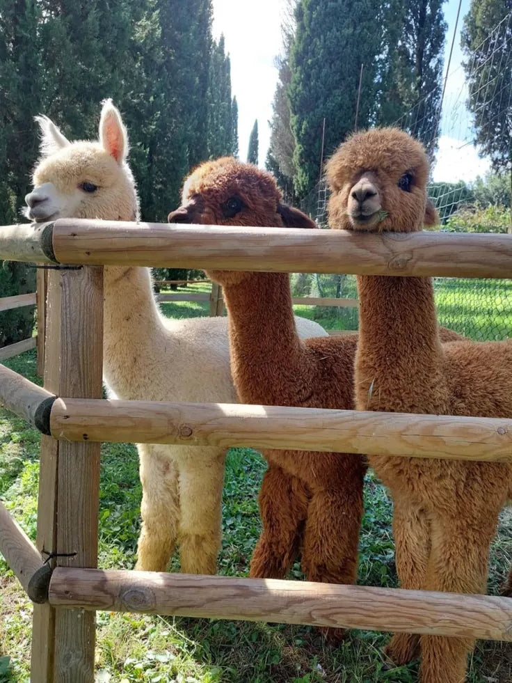 Pilates with Llamas and Alpacas